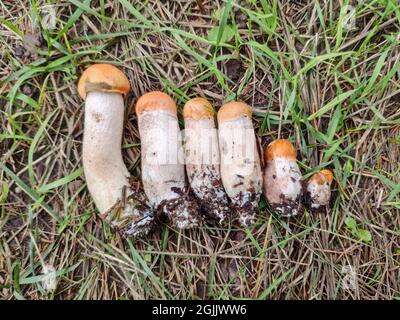 Kleine Rotkappenpilze (Leccinum aurantiacum), sortiert nach Größe auf dem Boden Stockfoto