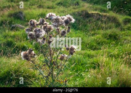 Ein helles 3-Schuss-HDR-Bild von The Common Thistle, Cirsium vulgare, auch bekannt als Bull oder Spear Thistle auf Orton Scar, Cumbria, England. 06. September 2021 Stockfoto