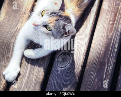 Eine dreifarbige Katze liegt auf einer Holzbank in der Sonne. Stockfoto
