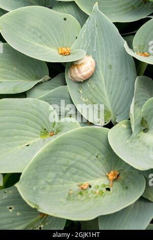 Schnecke auf Hosta Halcyon Stockfoto