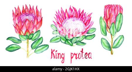 Protea cynaroides Sammlung (König protea, Riese protea, Honigtopf, König Zucker Busch) Blume rosa Blüten Knospe und grüne Blätter, handbemalt Aquarell Stockfoto