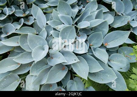 Hysta Halcyon Muster stark gerippte, blau gefärbte Blätter. Gute Schnecke Widerstand Dekoratives Laub im Garten Pflanze mit ornamentalen Blättern bedeckt Boden Stockfoto