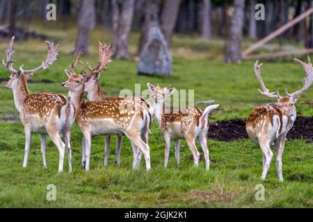 Rehe Nahaufnahme Profil Ansicht auf dem Feld mit Gras und Bäumen Hintergrund in ihrer Umgebung und Umgebung Lebensraum. Bild „Brachhirse“. Stockfoto