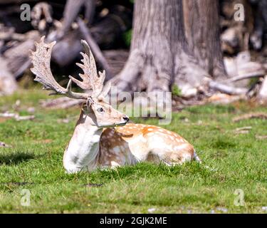 Nahaufnahme der Hirsche, die auf dem Feld ruhen, mit Gras und Bäumen im Hintergrund in der Umgebung und in der Umgebung, wo Geweihe und Augen zu sehen sind. Stockfoto