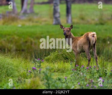 Nahaufnahme des Elchbabys auf dem Feld mit Wildblumen, Laub in seiner Umgebung und Umgebung. Stockfoto