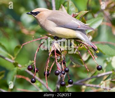 Wachsflügelvögel Nahaufnahme Profil Blick auf einem wilden Beerenobstbaum mit seinem schönen Gefieder mit einem verschwommenen grünen Blätter Hintergrund thront. Stockfoto