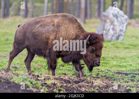 Bison Nahaufnahme Seitenansicht Wandern auf dem Feld mit einem verschwommenen Waldhintergrund zeigt großen Körper und Hörner in seiner Umgebung und Lebensraum Umgebung Stockfoto