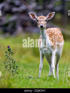 Nahaufnahme von Hirschen, die Gras auf dem Feld fressen, mit unscharfem Hintergrund in seiner Umgebung und seinem umgebenden Lebensraum und Blick auf die Kamera.Damhirsch Stockfoto