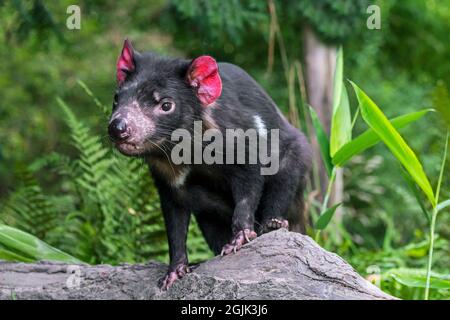 Tasmanischer Teufel (Sarcophilus Harrisii), größte fleischfressende Beuteltier Eingeborener nach Australien Stockfoto