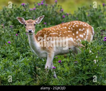 Rotwild Nahaufnahme Profilansicht auf dem Feld mit Gras und Wildblumen Hintergrund in seiner Umgebung und Umgebung Lebensraum Blick auf Kamera.Damhirsch Stockfoto
