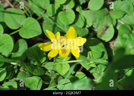Kleine gelbe zwei Blüten auf hellgrünen Blättern Hintergrund, Draufsicht Stockfoto