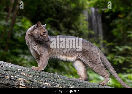 Fossa (Cryptoprocta ferox) Jagd im Baum im Wald, größte madagassische Säugerfresser endemisch in Madagaskar, Afrika Stockfoto