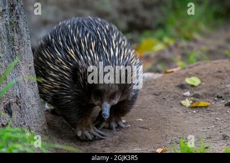 Kurzschnabelschnabelechidna (Tachyglossus aculeatus), die nach Ameisen, stacheligen Ameisenbären und eierlegenden Säugetieren aus Australien und Neuguinea aufkommt Stockfoto