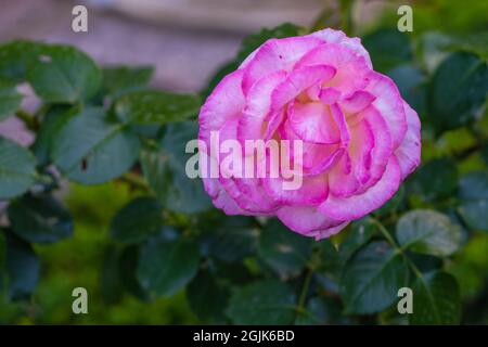 Nahaufnahme der rosa Rose in den Gärten des Generalife in Granada Stockfoto