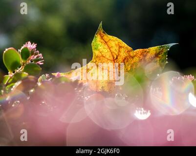 Berlin, Deutschland. September 2021. Im Licht der untergehenden Sonne zwischen den Blüten einer dickblättrigen Pflanze hängt ein herbstliches Ahornblatt in einem Garten. Regentropfen bilden verschwommene Kreise im Vordergrund. Gewitter endeten das sonnige und warme Wetter in der Hauptstadt. Quelle: Jens Kalaene/dpa-Zentralbild/ZB/dpa/Alamy Live News Stockfoto