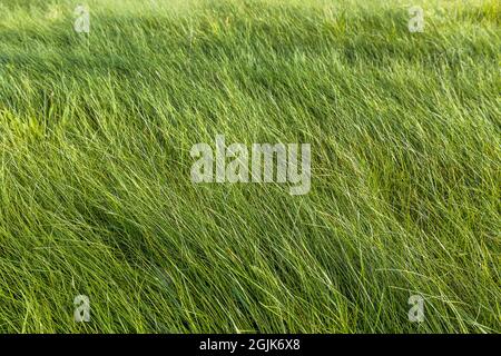 Nahaufnahme von frischem Long Green Grass, das in Meadow wächst Stockfoto