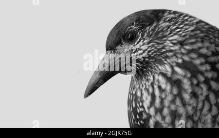 Schwarz-Weiß-Haselvogel Auf Dem Weißen Hintergrund Stockfoto