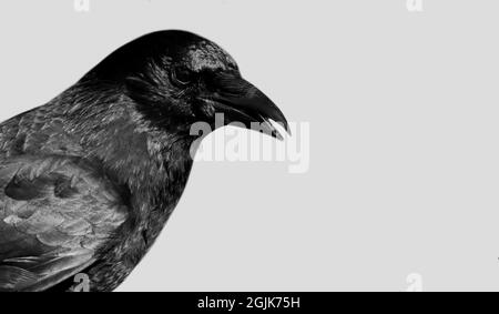 Schwarzes Krähengesicht Auf Weißem Hintergrund Stockfoto