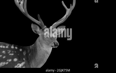 Schwarz Und Weiß Schöner Hirse Mit Großen Antlern Auf Dem Schwarzen Hintergrund Stockfoto