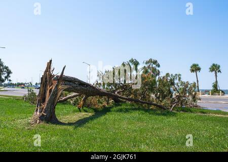 Nach dem Hurriam Ida hat er am Lake Pontchartrain in New Orleans Pine Tree geschnappt Stockfoto