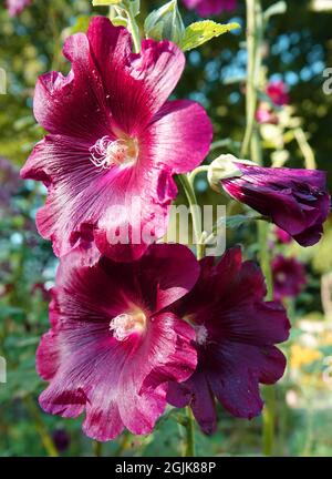 Dunkelroter Alcea rosea oder gemeiner Hollyhock ist Teil eines Hüttengartens Stockfoto