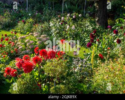Dahlia 'Red Labyrinth' im Chenies Manor Sunken Garden.. Lebendige, hinterleuchtete Blütenblätter auf diesen großen dekorativen Dahlien, auch 'Rebecca's World'. Stockfoto