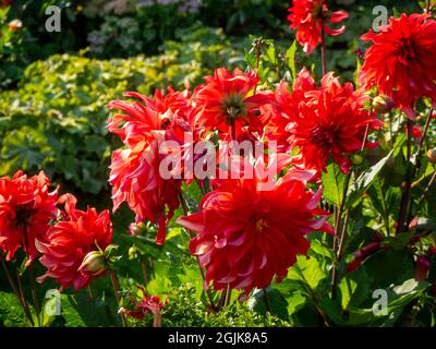 Dahlia 'Red Labyrinth' im Chenies Manor Sunken Garden, Buckinghamshire.lebendige, verdrehte Blütenblätter auf dieser wunderschönen dekorativen Dahlia-Blüte. Stockfoto