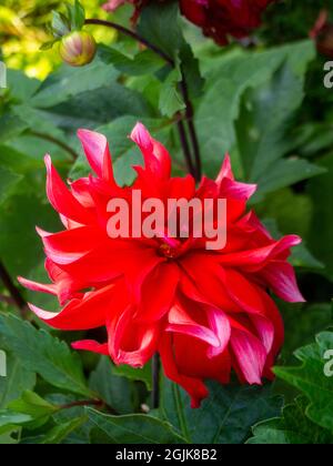 Dahlia 'Red Labyrinth' im Chenies Manor Sunken Garden, Buckinghamshire.lebendige, verdrehte Blütenblätter auf dieser wunderschönen dekorativen Dahlia-Blüte. Stockfoto