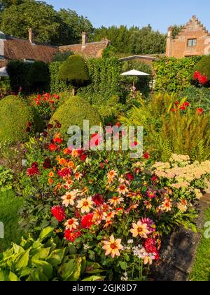 Viele farbenfrohe Dahlien im versunkenen Garten des Chenies Manor House, Buckinghamshire.eine Fülle von roten, orangefarbenen, violetten Dahlien in voller Blüte. Stockfoto