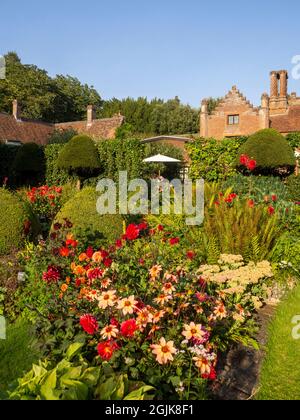 Viele farbenfrohe Dahlien im versunkenen Garten des Chenies Manor House, Buckinghamshire.eine Fülle von roten, orangefarbenen, violetten Dahlien in voller Blüte. Stockfoto