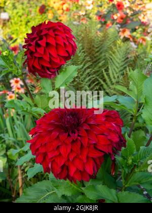 Dahlia 'Spartacus'; eine tiefrote, beeindruckende Blüte im Chenies Manor Sunken Garden, Buckinghamshire.im Hintergrund Dahlia 'Totally Tangerine'. Stockfoto