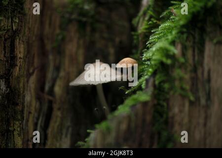 Kleine Pilze, die auf dem alten Baumstumpf wachsen, aufgenommen mit Makroobjektiv in Helsinki, Finnland. Stockfoto