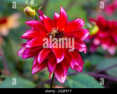 Dahlia 'Darkarin' mit Honigbiene, im Chenies Manor Garden, Buckinghamshire; eine wunderschöne dunkelrote Dahlie mit verblichenen Blütenblattspitzen. Stockfoto