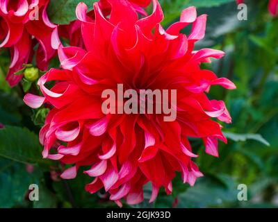 Dahlia 'Red Labyrinth' im Chenies Manor Sunken Garden, Buckinghamshire.lebendige, verdrehte Blütenblätter auf dieser wunderschönen dekorativen Dahlia-Blüte. Stockfoto