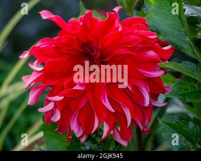 Dahlia 'Red Labyrinth' im Chenies Manor Sunken Garden, Buckinghamshire.lebendige, verdrehte Blütenblätter auf dieser wunderschönen dekorativen Dahlia-Blüte. Stockfoto