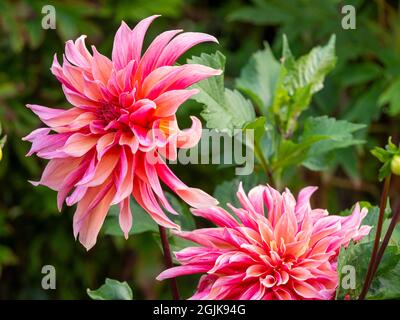 Dahlia 'Labyrinth' im Chenies Manor, Buckinghamshire; eine wunderschöne dekorative Lachsrosa- und Pfirsichblüte im versunkenen Garten. Stockfoto