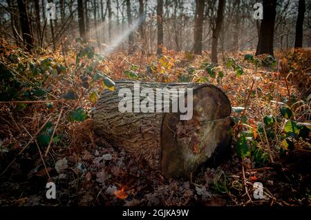 Groß geschnittener Baumstamm, gesägter Baum, in einer Waldlichtung, umgeben von Winterbracken mit hellen Strahlen, die durch Bäume leuchten. Stockfoto