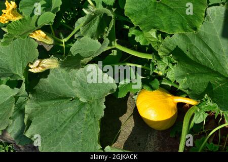 Winter Hokkaido Squash wächst auf Reben im heimischen Garten mit Blumen und Blättern Stockfoto