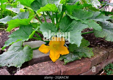 Gelbe Blume auf wachsende Zucchini-Pflanze im Hausgarten, Großbritannien Stockfoto