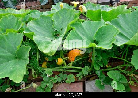 Winter Hokkaido Squash wächst auf Reben im heimischen Garten mit Blumen und Blättern Stockfoto