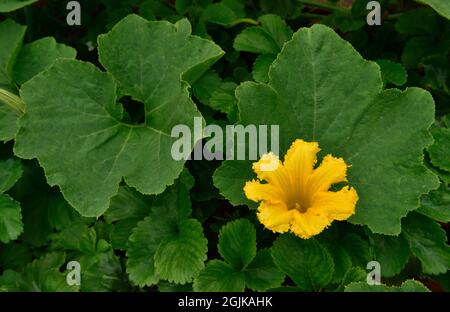 Gelbe Blume auf wachsenden Winter Hokkaido Squash Pflanze im Hausgarten mit Erdbeerpflanzen darunter, Großbritannien Stockfoto