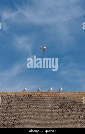 Eine Reihe von Möwen, die auf einem Dach sitzen und eine weitere Möwe über dem blauen Himmel fliegt. Stockfoto