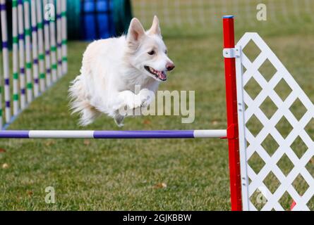 Border Collie Dog auf einem Agility-Kurs über einen Sprung Stockfoto