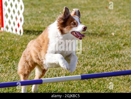 Braune und weiße Border Collie auf dem Agility-Feld, die über einen Jumping geht Stockfoto