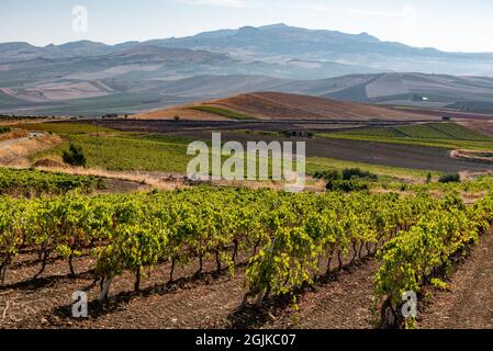 Weinberge von Santa Margherita Belice, Sizilien, Italien Stockfoto