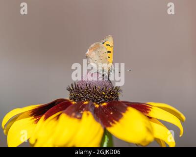 Kleiner kupferfarbener Schmetterling auf Rudbeckia. Stockfoto