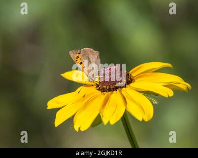 Kleiner kupferfarbener Schmetterling auf Rudbeckia. Stockfoto