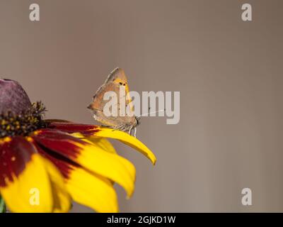 Kleiner kupferfarbener Schmetterling auf Rudbeckia. Stockfoto