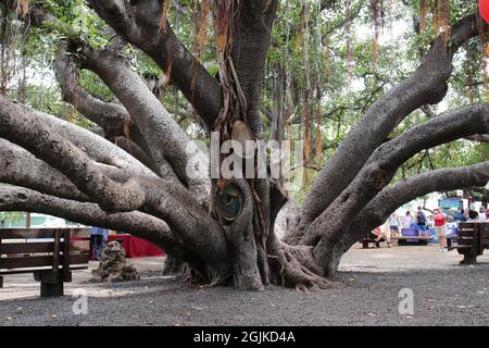 Viele Stämme eines banyan-Baumes mit mehreren Antennenrequisiten und Ästen in Lahaina, Maui, Hawaii, USA, mit Touristen im Hintergrund Stockfoto