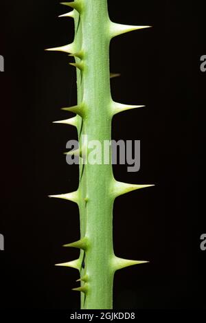 Nahaufnahme von Greenbrier Thorns - Brevard, North Carolina, USA Stockfoto